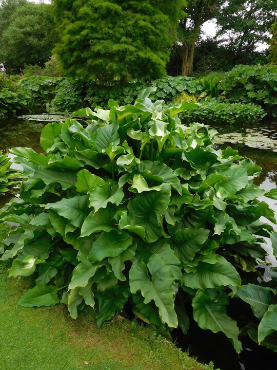 Zantedeschia aethiopica 'Green Goddess' 