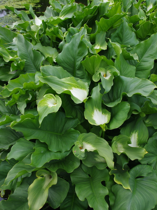 Zantedeschia aethiopica 'Green Goddess' 