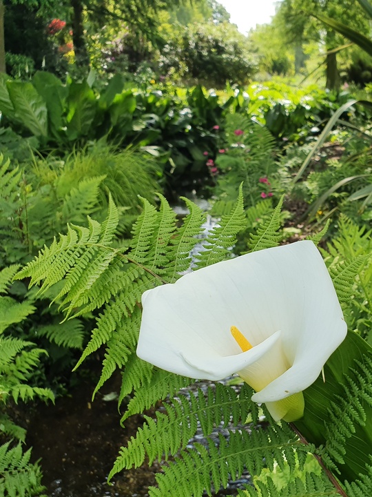 Zantedeschia aethiopica