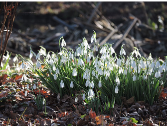 Snowdrop Masterclass