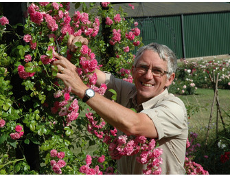 Planting and Pruning Roses