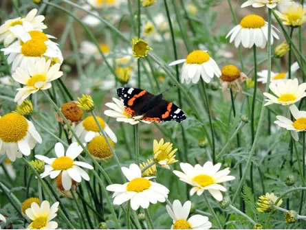 Wildside Walk at Beth Chatto Gardens