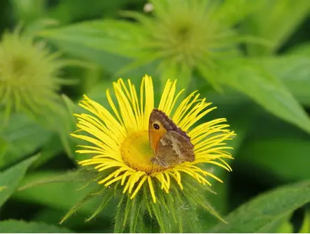 Plants to encourage specific insects and birds