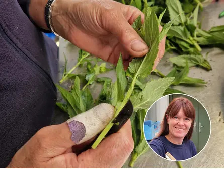 Cuttings Masterclass with Emily Allard