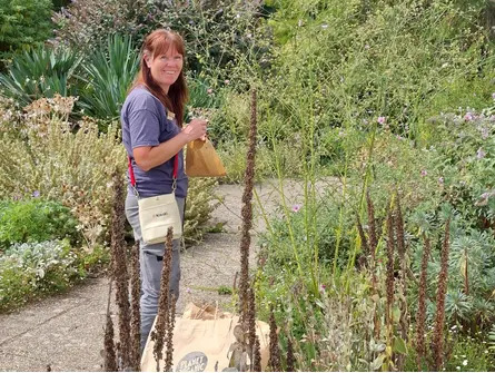 Seed Collecting with Emily Allard