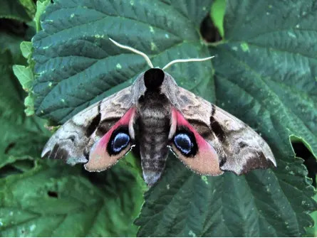 Marvellous Moth Morning