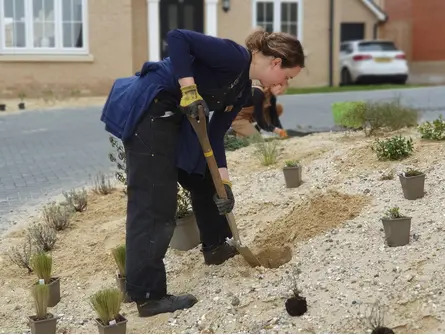 Planting in Sand and Rubble Course