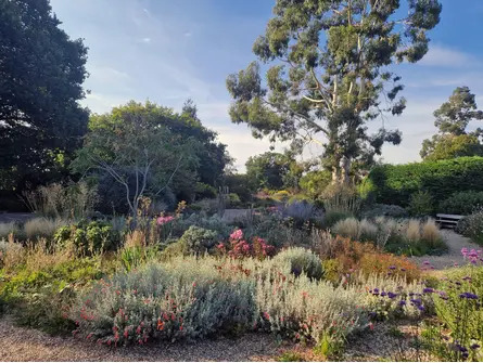 Drought Resistant Planting