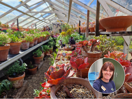 Succulent Masterclass with Emily Allard 