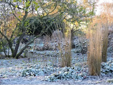 Winter Interest Planting