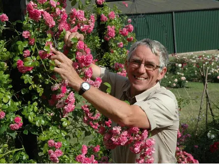Planting and Pruning Roses 