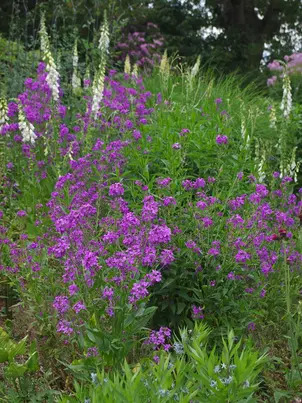 song about plant The Secret Songs of Plants  Metta Mindfulness Music