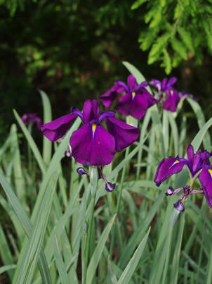 Iris ensata 'Variegata' - Beth Chatto's Plants & Gardens