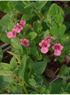 Diascia fetcaniensis
