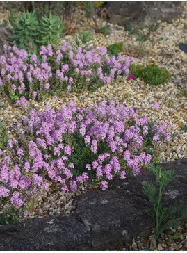 Aethionema grandiflorum