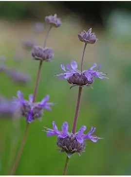 Salvia 'Allen Chickering'