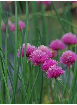 Herb - Allium schoenoprasum