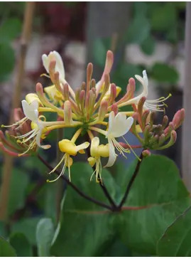 Lonicera etrusca 'Michael Rosse'