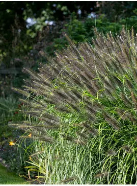 Pennisetum 'Black Beauty'