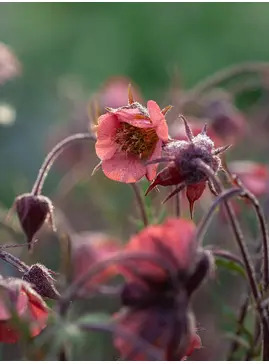 Geum rivale 'Leonard's Variety'