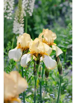 Beth Chatto Greetings Card 