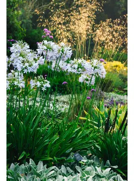 Beth Chatto Greetings Card