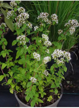 Origanum vulgare 'White Charm'