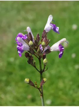 Salvia candelabrum