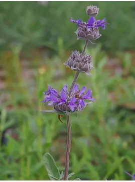 Salvia 'Aromas'
