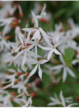 Gillenia trifoliata