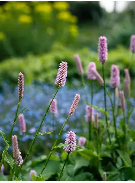 Bistorta officinalis 'Superba'