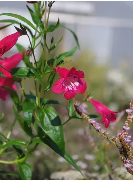 Penstemon 'Drinkstone Red'