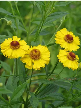 Helenium 'Riverton Beauty'