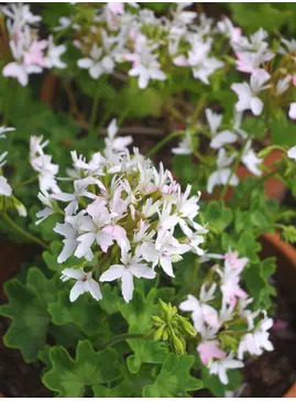 Pelargonium 'Arctic Star'