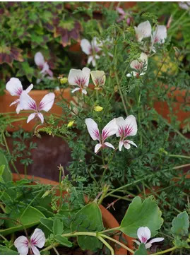 Pelargonium longicaule