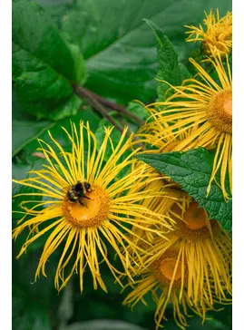 Beth Chatto Greetings Card