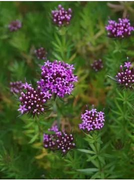 Phuopsis stylosa