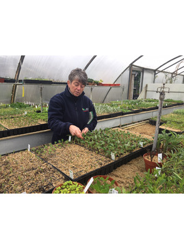 RHS L3 Certificate in Plant Growth, Garden Planning and Applied Propagation