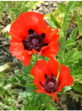Papaver (Oriental Group) 'Beauty of Livermere'