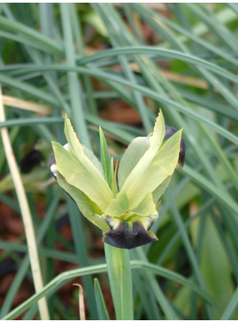 Iris tuberosa