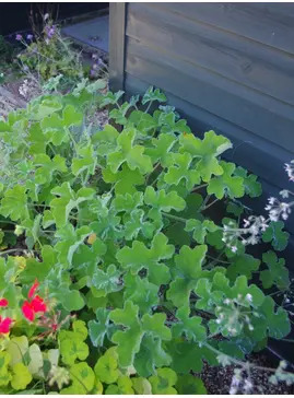 Pelargonium tomentosum