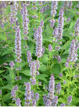 Agastache foeniculum - The Beth Chatto Gardens