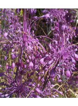 A - B > Allium - The Beth Chatto Gardens