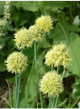 Allium obliquum (DB)