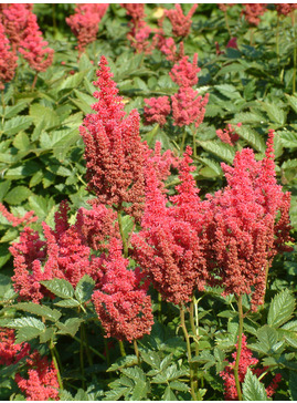 Astilbe 'Else Schluck' (x arendsii)
