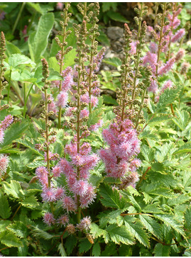 Astilbe chinensis var. pumila