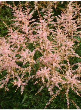 Astilbe 'Sprite' (simplicifolia hybrid)