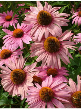 E - H > Echinacea - The Beth Chatto Gardens