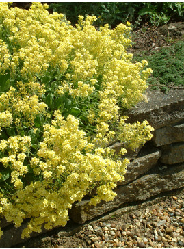 Aurinia saxatilis 'Citrina'