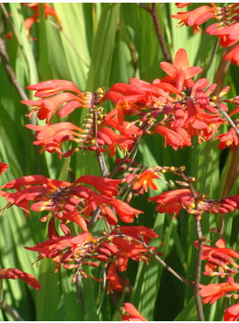 Crocosmia 'Emberglow'